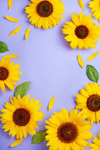 High angle view of sunflowers on sunflower