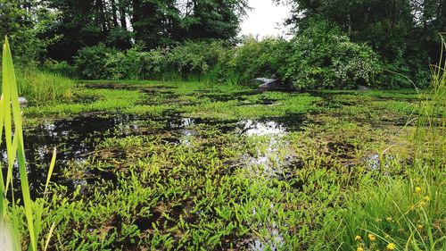 Scenic view of lake in forest