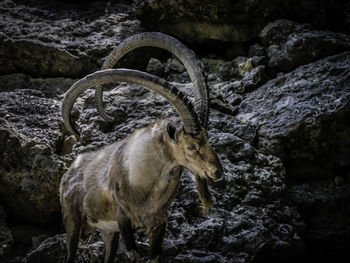 Mountain goat on rock