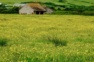 House on field against green landscape