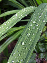 Close-up of wet plant