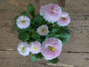 High angle view of purple flowering plant