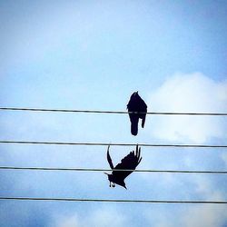 Low angle view of birds perched against blue sky