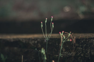 Close-up of plant on field