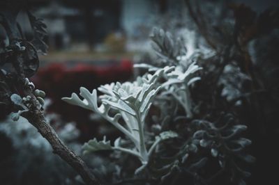 Close-up of frozen plant