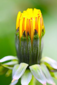 Close-up of yellow dundelion 