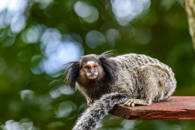 Close-up of monkey on wood