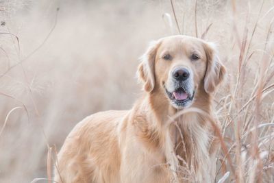 Close-up portrait of dog