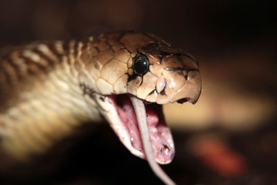 Close-up of snake