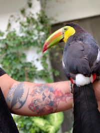 Close-up of bird perching on hand