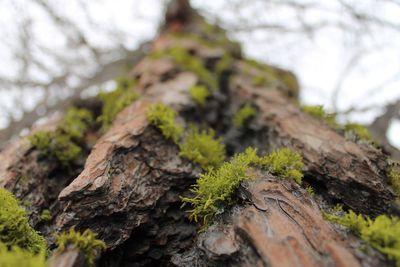 Close-up of moss growing on tree trunk