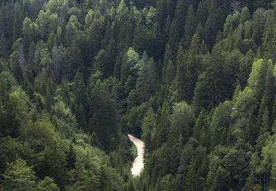 High angle view of a road between pine trees in forest