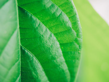 Close-up of fresh green leaf