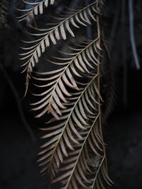 Closeup of beautiful dry leaves in the rain forest of blue mountain, australia.