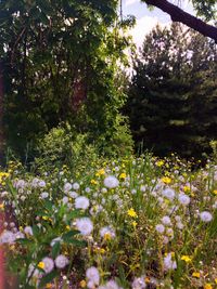 Flowering plants and trees on field