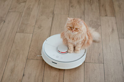 Robot vacuum cleaner works in the kitchen. cleaning the house