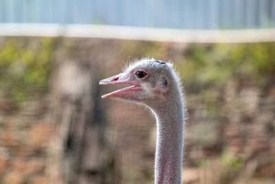 Close-up of a bird