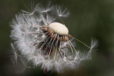 Close-up of wilted dandelion