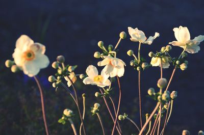 Close-up of yellow flowering plants