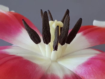 Close-up of pink flower