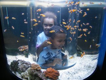 High angle view of fish swimming in aquarium
