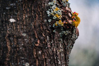 Close-up of lizard on tree trunk