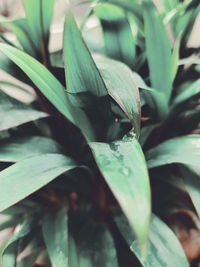 Close-up of raindrops on leaves