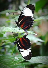Close-up of butterfly on leaf