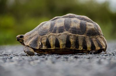 Close-up surface level of turtle