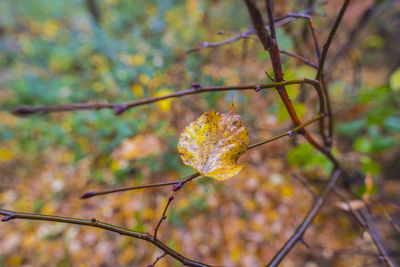 Close-up of autumn leaves on branch
