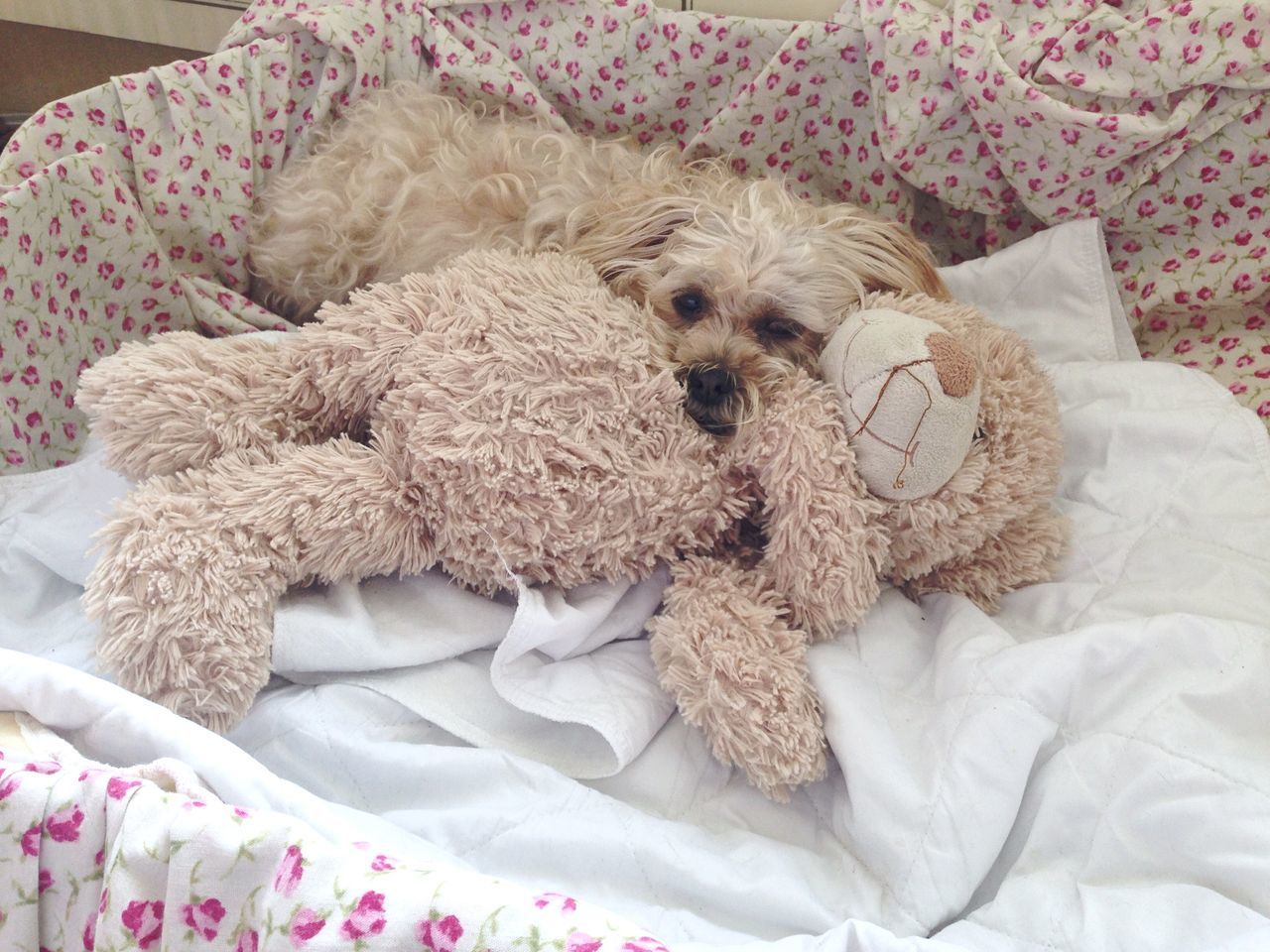 DOG RESTING ON A BED