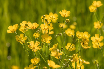 Close-up of yellow flowering plants on field