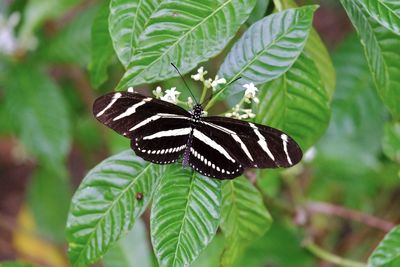 butterfly