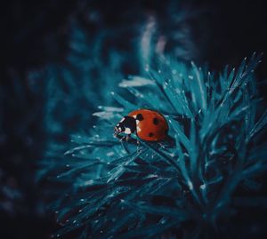 Close-up of ladybug on leaf