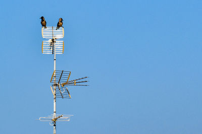 Low angle view of bird perching on cable against sky