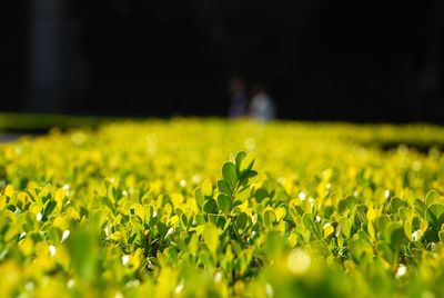 Close-up of yellow flowering plant on land