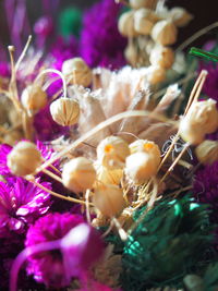 Close-up of plants