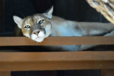 Low angle view of puma by railing at zoo