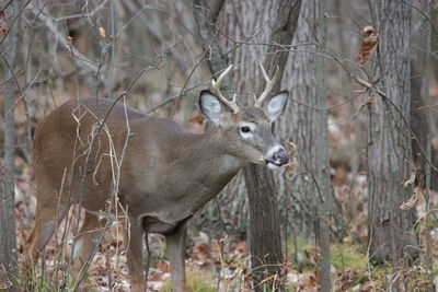Whitetail buck in the michigan woods. 