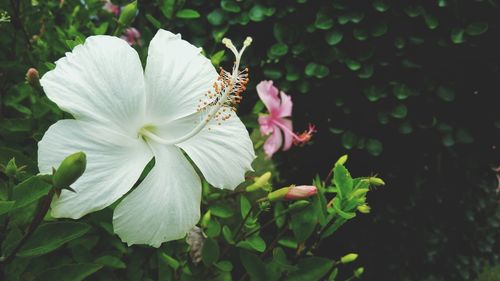 Close-up of white flowers blooming outdoors