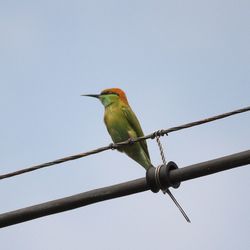 Low angle view of bird perching on cable against clear sky