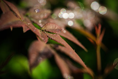 Close-up of wet spider on plant