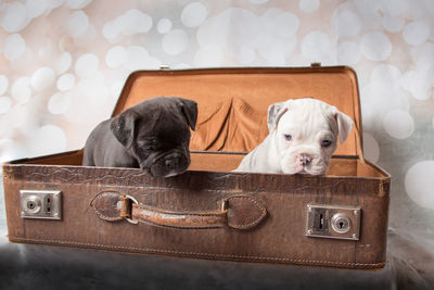Close-up of dogs in suitcase