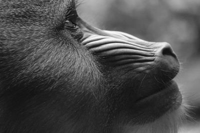 Close-up of monkey looking away