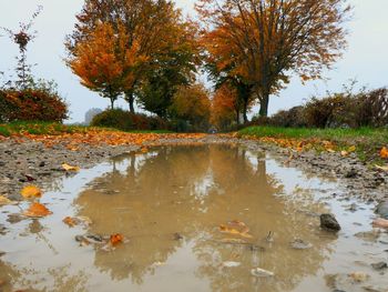 Reflection of trees in water