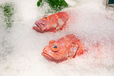 High angle view of frog in water