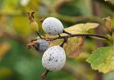 Close-up of fruits growing on tree