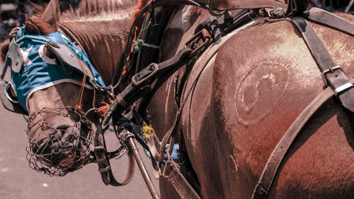 Wagon horses looking back 