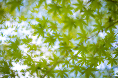 Full frame shot of flowering plants