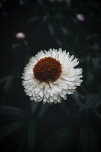 Close-up of white daisy flower